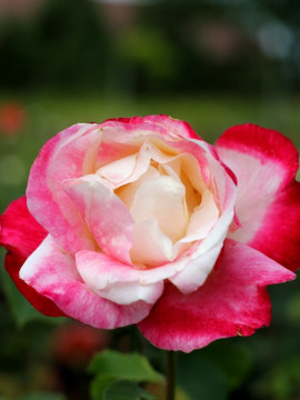 roza-wielkokwiatowa-double-delight1.jpg