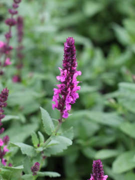 Szałwia omszona 'Pink Field'