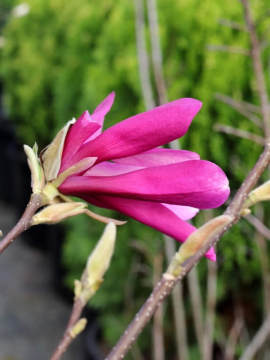 magnolia-susan2.jpg