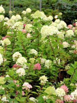 Hortensja bukietowa LITTLE LIME 'Jane'