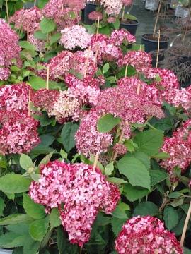   Hortensja drzewiasta 'Ruby Annabelle' PBR