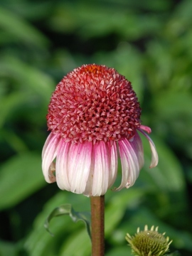 Jeżówka 'Strawberry and Cream'