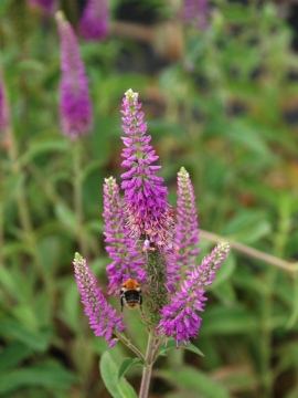 Przetacznik długolistny 'First Match'