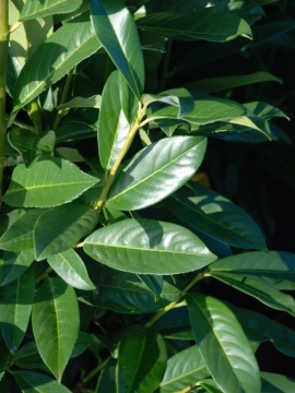 Laurowiśnia wschodnia 'Genolia' PBR