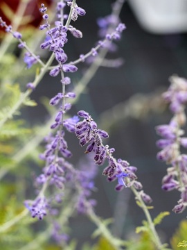 Perowskia bylicowata