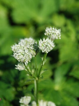 Jarzmianka większa 'Astra White'