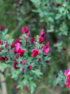 Żarnowiec 'Boskoop Ruby'