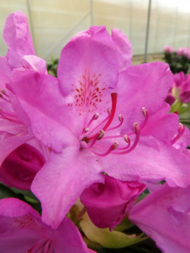 rozanecznik-roseum-pink1.jpg