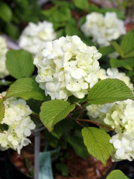 Kalina japońska 'Grandiflorum' - kwiaty