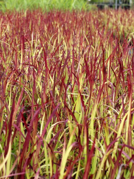 Imperata cylindryczna 'Red Baron'