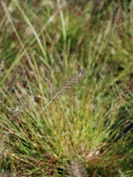 Rozplenica japońska 'Burgundy Bunny'