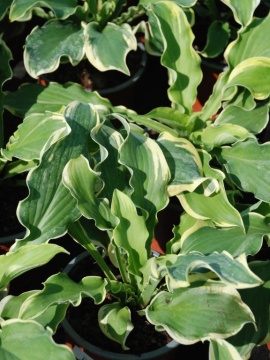 Funkia 'Shadowland® Wheee!'