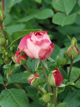 Róża rabatowa 'Acropolis' PBR