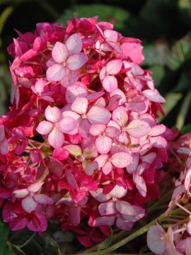   Hortensja drzewiasta 'Ruby Annabelle' PBR