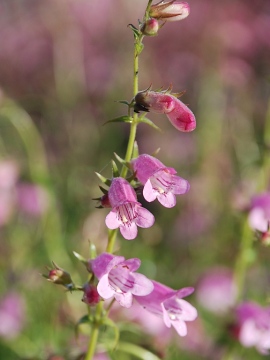 Penstemon 'Evelyn'