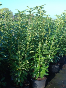 Laurowiśnia wschodnia 'Genolia' PBR