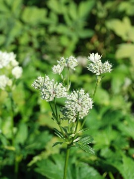 Jarzmianka większa 'Astra White'