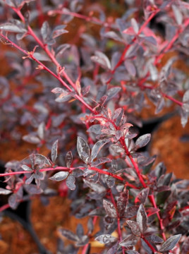 Berberys Thunberga 'Red Chief'