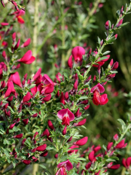 Żarnowiec 'Boskoop Ruby'