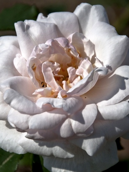 Róża pnąca 'Mme Alfred Cariere'