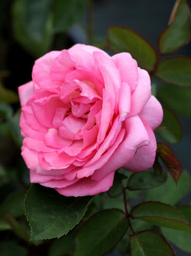roza-wielkokwiatowa-eliza2.jpg