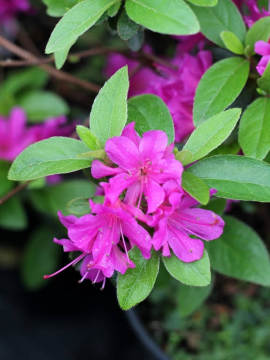 Azalia japońska 'Geisha Purple'