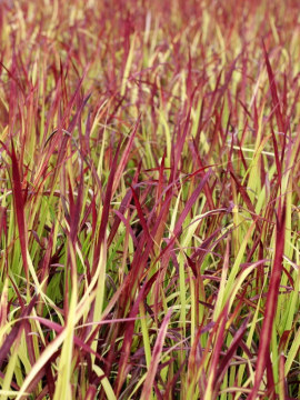 Imperata cylindryczna 'Red Baron'