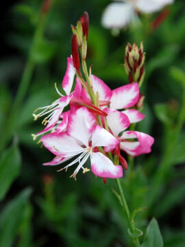 gaura_rosy_jane_576x768.jpg