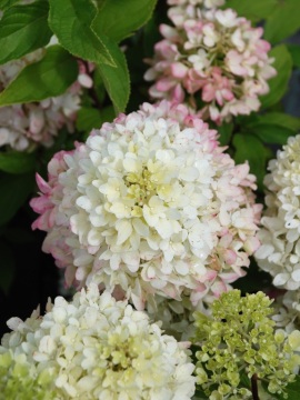 Hortensja bukietowa 'Little Fraise'