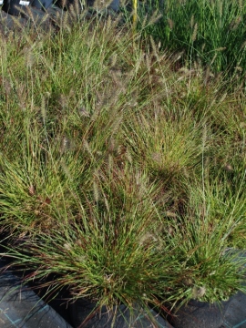 Rozplenica japońska 'Burgundy Bunny'