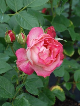 Róża rabatowa 'Acropolis' PBR