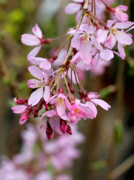 winia_pendula_rubra16_574x768.jpg