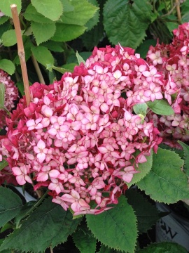   Hortensja drzewiasta 'Ruby Annabelle' PBR