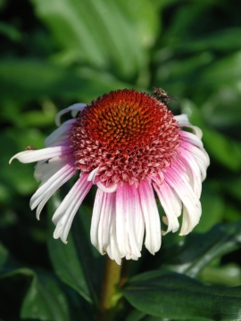 Jeżówka 'Strawberry and Cream'