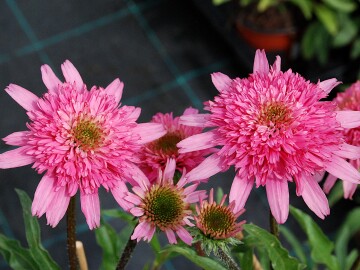  Jeżówka 'Mini Belle'