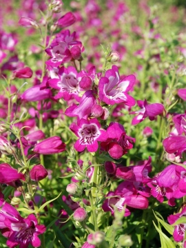 penstemon_harlequin_magenta.jpg