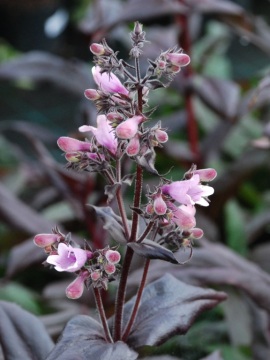 Penstemon naparstnicowaty 'Dark Towers'