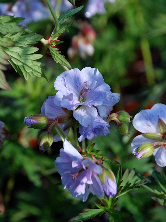 Bodziszek łąkowy 'Cloude Nine'