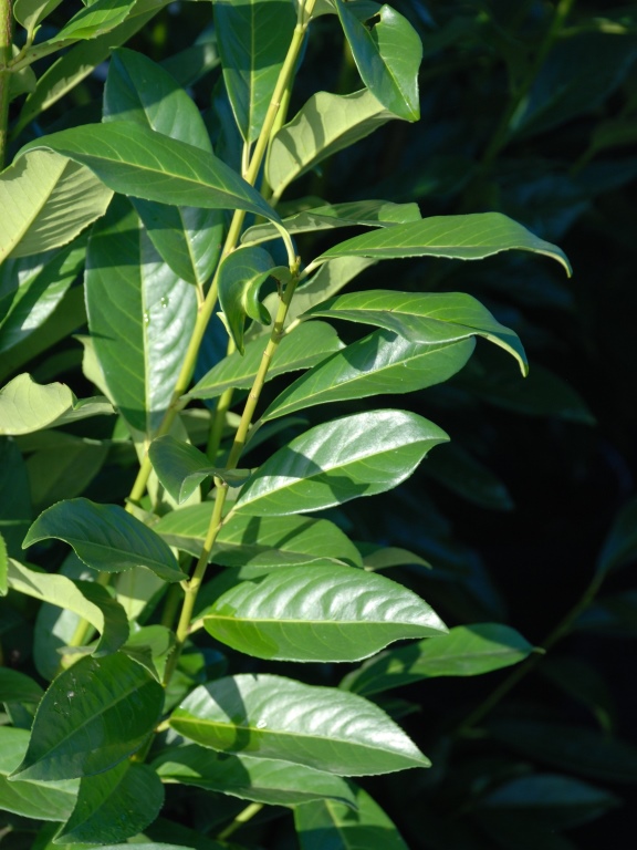 Laurowiśnia wschodnia 'Genolia' PBR