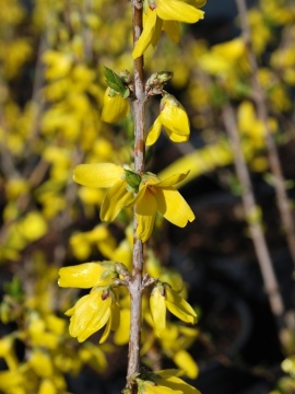 forsycja-goldzauber-4.JPG