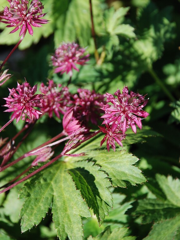 Jarzmianka większa 'Astra Red'