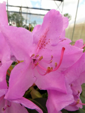 rozanecznik-roseum-elegans2.jpg