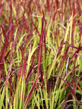 Imperata cylindryczna 'Red Baron'