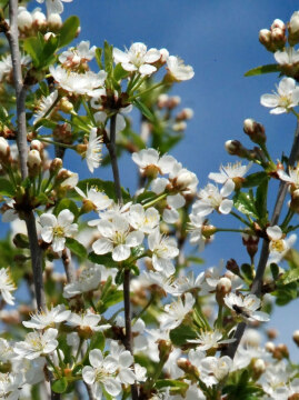 winia_Umbraculiufera2_575x768.jpg