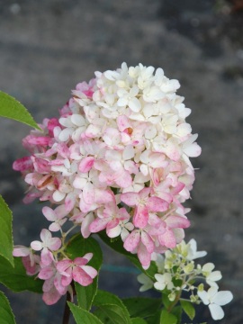 Hortensja bukietowa 'Little Fraise'