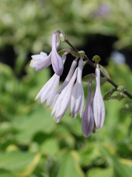 Funkia 'Shadowland® Wheee!'
