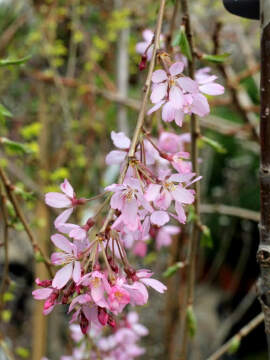 Wiśnia różowa 'Pendula Rubra'