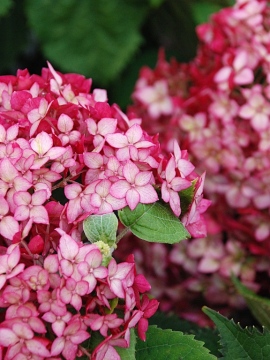 hortensja-drzewiasta-ruby-annabelle.JPG