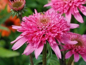  Jeżówka 'Mini Belle'