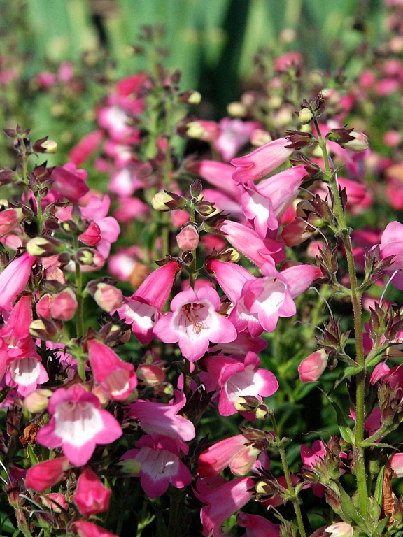 Penstemon 'Harlequin™ Pink'